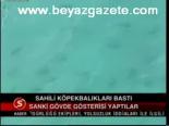 Sahili Köpek Balıkları Bastı