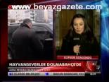 Hayvanseverler Dolmabahçe'de