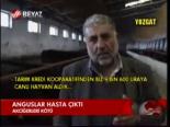 Anguslar Hasta Çıktı