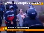 Yıkıma Köpekli Direniş