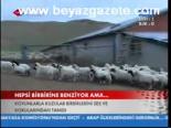 Hepsi Birbirine Benziyor Ama