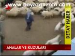 Analar Ve Kuzuları