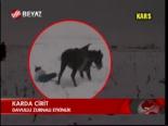 Karda Cirit