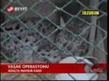 vasaklar - Yaralı Vaşak Operasyonu Videosu