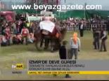 İzmir'de Deve Güreşi