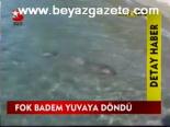 Fok Badem Yuvaya Döndü
