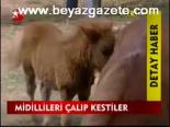 Midillileri Çalıp Kesitler