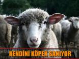 hayvan - Koyun Köpek Olduğunu Sanıyor Videosu