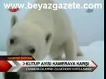 Kutup Ayısı Kameraya Karşı