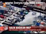 Balık Boğulur Mu?