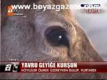 Yavru Geyiğe Kurşun