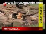 Maymunlar...