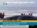 Balina Kurtarma Operasyonu
