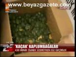 Kaçak Kaplumbağalar
