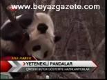 Yetenekli Pandalar