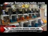 Felaketin Sessiz Tanıklar