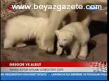 Gregor Ve Aleut