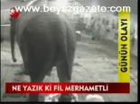 Ne Yazık Ki Fil Merhametli