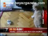 Fidye İçin Kedi Kaçırdılar!