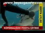 Köpekbalığını Finoya Çevirdi