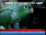 Papağan Ağlıyor