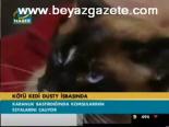 Kötü Kedi Dusty İşbaşında