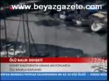 Ölü Balık Dehşeti