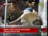 Bakıcı Kaçtı Aslan Kovaladı