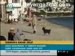 Bodrum'a Bahar Geldi