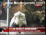 Aslan Dehşeti Kamerada!