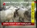 Şerife Nineyi Kurt Parçaladı