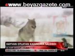 Aç Kurt Dehşet Saçtı: 1 Ölü