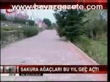 Baharın Müjdecisi Sakuralar