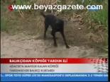 Balıkçıdan Köpeğe Yardım Eli