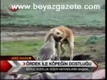 Ördek İle Köpeğin Dostluğu