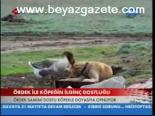 Ördek İle Köpeğin Dostluğu