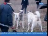 Köpek Dövüşlerinden Vahşet Görüntüler