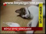 Böyle Sevgi Görülmedi