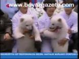 Çin'de İkiz Kutup Ayıları