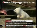 Kutup Ayısı Knut'un Ölümü