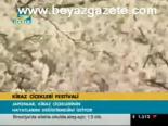Kiraz Çiçekleri Festivali