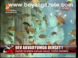 Dev Akvaryumda Dehşet!