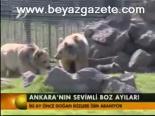 Ankara'nın Sevimli Boz Ayıları