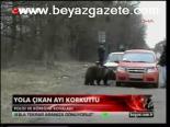 Yola Çıkan Ayı Korkuttu