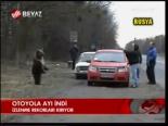 Otoyola Ayı İndi