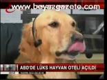 En Şanslı Köpekler