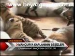 Mançura Kaplanının Beşizleri