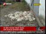 25 Bin Tavuk Telef Oldu