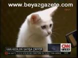 Van Kedileri Satışa Çıkıyor