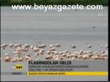 Flamingolar Geldi